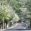 이팝나무길 이미지