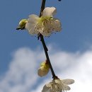 매화마을길 이미지