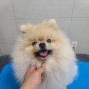 까까펫살롱 이미지