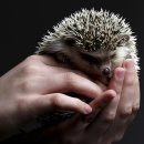 LOVING PET 이미지