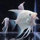 꿈꾸는수족관