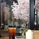 가재미로 | 카페 치엘로 전주 인후동 카페 전주 벚꽃 명소 내돈내산 솔직후기