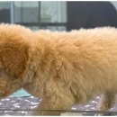 도그마루 강아지고양이 일산점 | 강아지와 고양이의 행복을 위해! 일산강아지분양고양이분양 도그마루 방문 후기