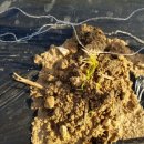 행복샘농장 이미지