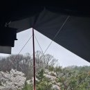 달사랑캠핑장_B8_서른 일곱번째 캠핑 일기_비오는날 벚꽃캠핑, 봄의낭만 한도초과