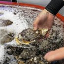 진평종합회수산시장 | 제주올레시장맛집 88종합수산 서귀포 홍가리비찜 포장으로 즐긴 역대급 수산물 파티 후기