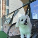 헤이퍼피 이미지