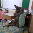 고양이 유치원 이미지