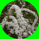 2013.04.17.광교 호수공원및 도청 벚꽃 답사 이미지