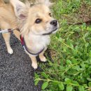 331멍발소 이미지