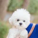 성공펫