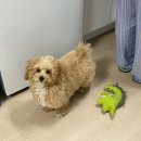 몽가펫 | 말티푸 애견미용 , 베넷미용 포항 '몽가펫' 이용후기