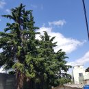 진시장로 이미지