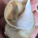 독도마차 이미지