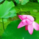 연꽃세상 이미지