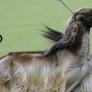 경기켄넬 이미지