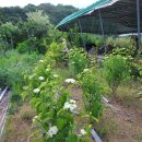 블루머핀 이미지