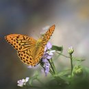 하누마루 이미지