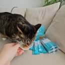 앵두동물약국 | 고양이 유산균 추천 페노비스 벳 유산균 후기