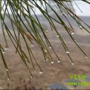 솔잎이슬 이미지