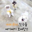 퍼피루미 이미지