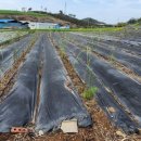 천문동 농장 이미지