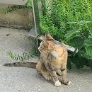 도원주방 | [부산 금정구 대형 카페] 선동 선유도원 - 수제 흑임자라떼, 수제 옥수수라떼 - 후기