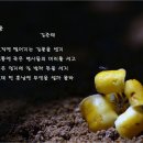 [최윤희의 추천시] 감꽃 / 김준태 이미지