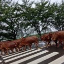 전남 폭우를 피해 도망가는 소떼 이미지