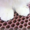 고양이발 이미지