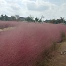 함평 핑크뮬리~돌머리 해수욕장 이미지