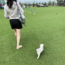 멍까루 | [하루멍 애견펜션] 강화도 독채 애견펜션 내돈내산 / 애견동반 서울근교 펜션