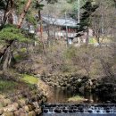 은해사 벚꽃길 이미지