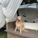 김포 보스독 이미지