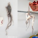 울대마을&황칠오리 Daum카페