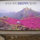 대구 비슬산 진달래 봄꽃산행[07,4,29(일)] 이미지