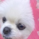 댕댕이 홀딱 반한 간식 | 귀요미 수제간식 댕댕이 홀딱반한 간식