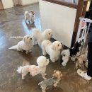 셀럽도기 이미지