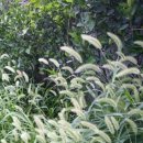 강아지풀 이미지