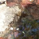 [동물의 한살이]개구리와 도롱뇽,물달팽이(5.28) 이미지