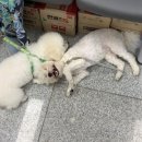 꿈의숲약국 네이버블로그