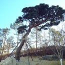 시청 소나무 이미지