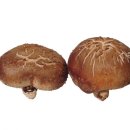 표고버섯의 종류 이미지