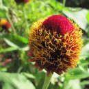 영주수도리김뢰진가옥 이미지