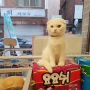 디어마이펫(DEARMYPET) 이미지