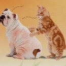 CM 동물병원 이미지