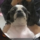 양덕동물병원 이미지