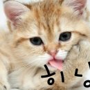 써니퍼피 이미지