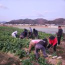 경산인력 | 청도경산인력 영남인력에서 농촌인부 이용 후기