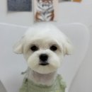 피카소 동물병원 이미지